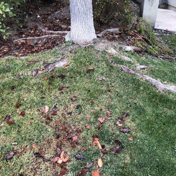 The Tree Bros - Tree Services Near Me The Tree Bros - Tree Services Near Me