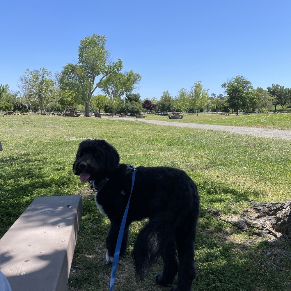 Shadow Cliffs Regional Recreation Area - Our dog Finn - Parks Near Me - Pleasanton, California Shadow Cliffs Regional Recreation Area - Our dog Finn - Parks Near Me - Pleasanton, California