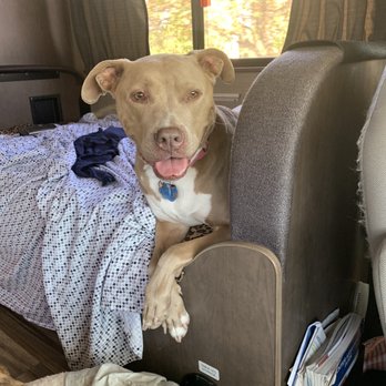 Island Pet Movers - baby girl AKA Salt - Pet Transportation Near Me - Honolulu, Hawaii