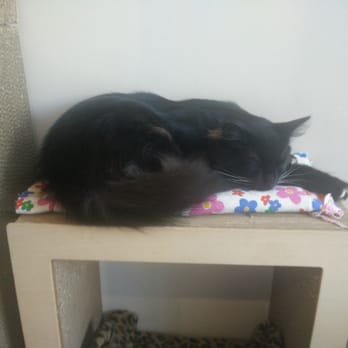 KitTea - Pet Adoption Near Me - San Francisco, California