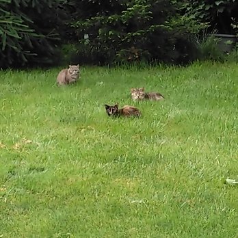 Pressed Coffee Bar and Eatery - Adjacent to their parking lot is a grassy lot with these unapproachable cute little turds living there. - Cafes Near Me - Youngstown, Ohio