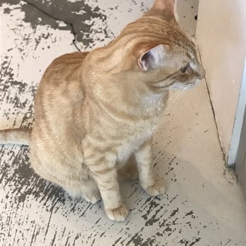 KitTea - Pet Adoption Near Me - San Francisco, California