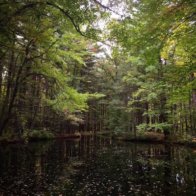 Dow Gardens and the Whiting Forest of Dow Gardens by null