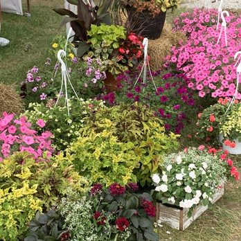 Strawberry Picking - Plants for sale - Farmers Market Near Me - Hagerstown, Indiana