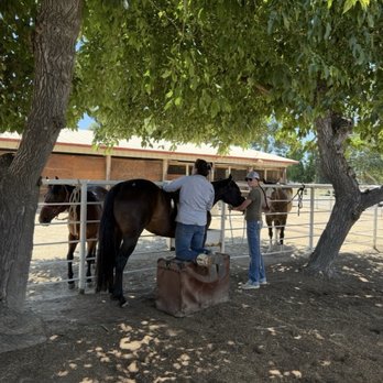Animal Chiropractic Group - Horse chiro - Veterinarians Near Me - Clovis, California Animal Chiropractic Group - Horse chiro - Veterinarians Near Me - Clovis, California