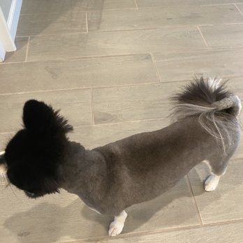 Kat Tails Pet Grooming - Pet Groomers Near Me - Newcastle, California Kat Tails Pet Grooming - Pet Groomers Near Me - Newcastle, California