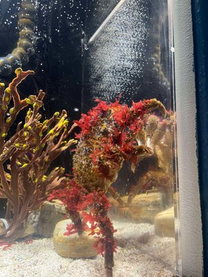 Central Coast Aquarium by null