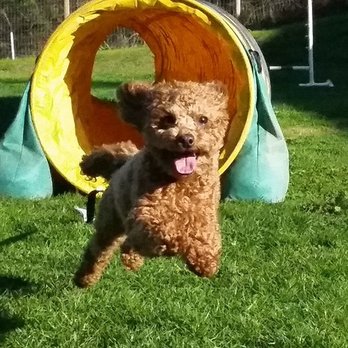 Nanaimo Pet Services - Pet Training Near Me - Nanaimo, British Columbia Nanaimo Pet Services - Pet Training Near Me - Nanaimo, British Columbia