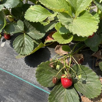 Summerset Farm - Strawberries - Farmers Market Near Me - Santa Ynez, California Summerset Farm - Strawberries - Farmers Market Near Me - Santa Ynez, California