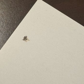The Volarè - Killed a spider next to the bed - Hotels Near Me - San Clemente, California