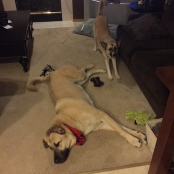 Linda's Four Paw Spa - And both of my Anatolians - Pet Groomers Near Me - Marysville, Washington