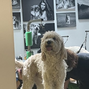 GROOM! Salon - Pet Groomers Near Me - Silver Spring, Maryland GROOM! Salon - Pet Groomers Near Me - Silver Spring, Maryland