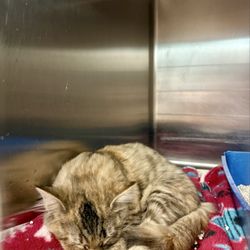 Exeter Animal Shelter