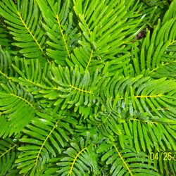 Indian Trails Native Nursery - Coontie