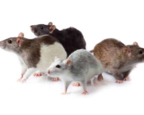 Rodent service/ proofing / trapping - Rodent Control Services by House Doctor Exterminating

At House Doctor Exterminating, we specialize in comprehensive rodent control services designed to protect your home from unwanted intruders. Our approach begins with a thorough inspection to identify all potential entry points for rodents. These areas may include roof-top plumbing pipes, air vents, attic vents, and various entry points along the exterior of your home.

By meticulously inspecting and sealing off these entry points, we effectively eliminate and prevent rodent infestations. Our goal is to help you maintain a pest-free environment, ensuring the safety and comfort of your home.

Why Choose House Doctor Exterminating?

Detailed Inspections: We leave no stone unturned in our quest to identify and address all potential vulnerabilities in your home.

Effective Solutions: Our expert team uses proven methods to seal entry points and keep rodents out.

Customer Satisfaction: We are committed to providing exceptional service and ensuring your complete satisfaction with our rodent control solutions.

Don't let rodents take over your home. Contact House Doctor Exterminating today for a comprehensive inspection and effective rodent control solutions!