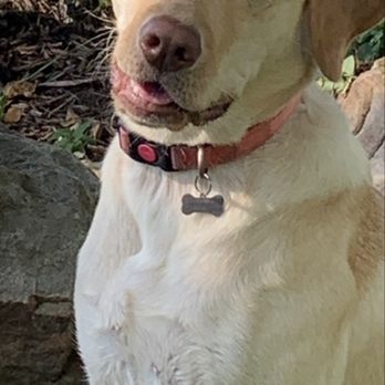 Lucky Dawg - Pet Training Near Me - Montgomery, Texas Lucky Dawg - Pet Training Near Me - Montgomery, Texas