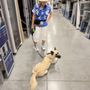 Triumph K9 Training