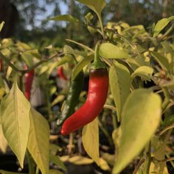 Coastal Nursery & Landscape Supply - Vegetables