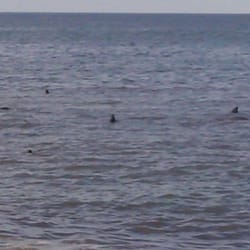 High Head Beach - Seals in the water at sunset