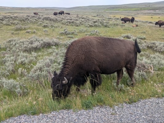 Hayden Valley by null