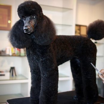 Chichie's Grooming Spa - Pet Groomers Near Me - Washington, DC, District of Columbia Chichie's Grooming Spa - Pet Groomers Near Me - Washington, DC, District of Columbia