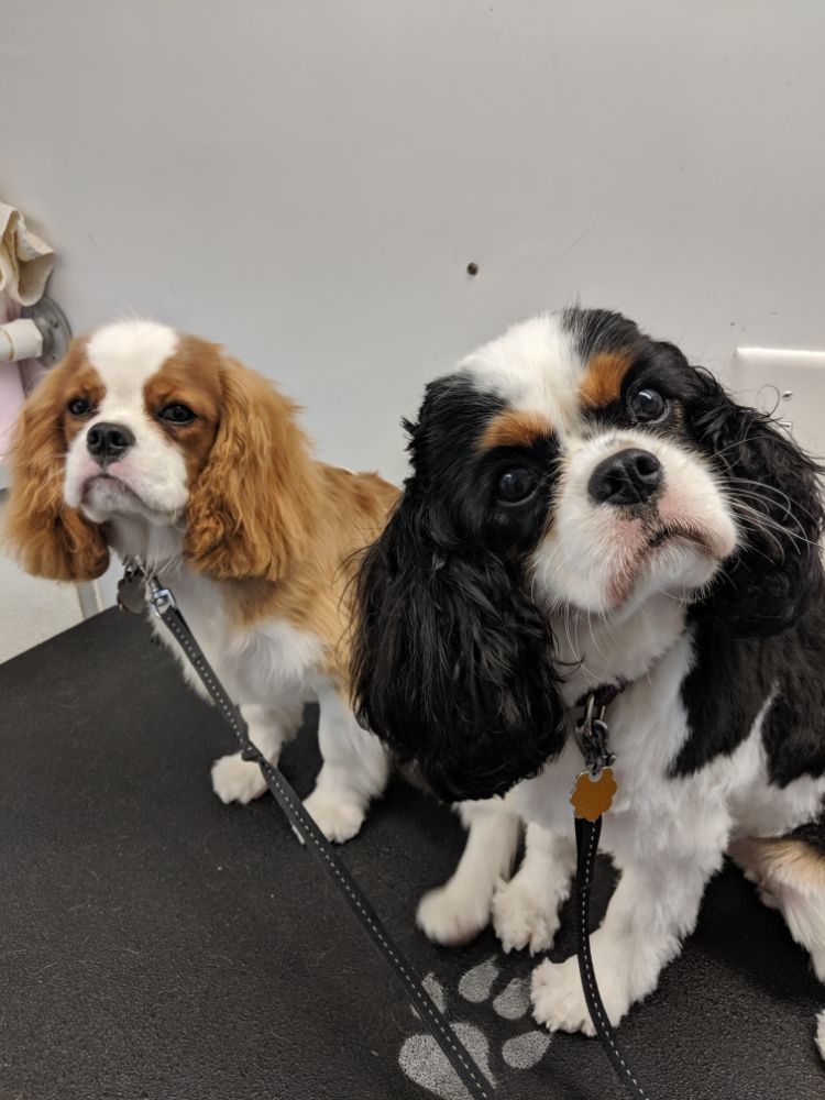 SHARON’S GROOMING Updated April 2024 Brooksville , Florida Pet