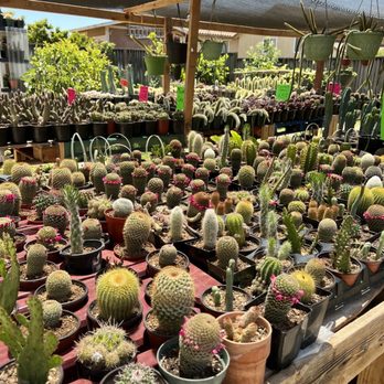Camacho's Cactus Garden - Hydroponics Near Me - Soledad, California Camacho's Cactus Garden - Hydroponics Near Me - Soledad, California