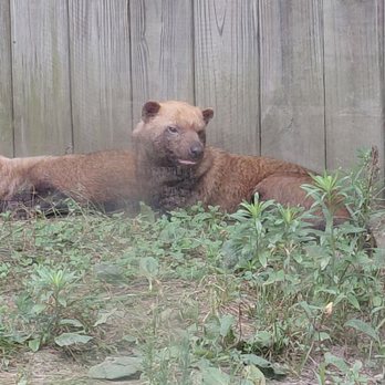Stone Zoo - Bush dogs - Zoos Near Me - Stoneham, Massachusetts