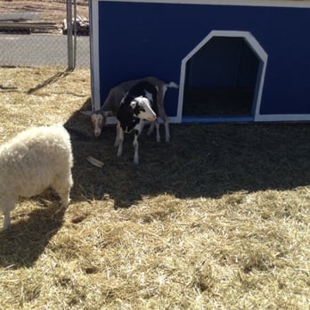 Galloping Goat Pumpkin Patch - Goats and sheep to feed - Pumpkin Patches Near Me - Rio Rancho, New Mexico