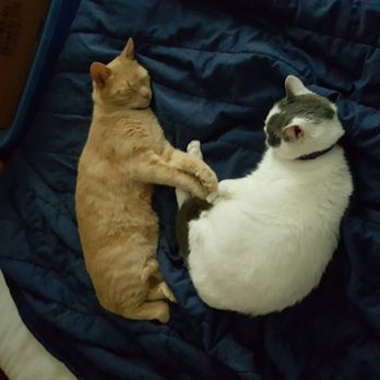 Chesapeake Veterinary Hospital - Veterinarians Near Me - Chester, Maryland Chesapeake Veterinary Hospital - Veterinarians Near Me - Chester, Maryland