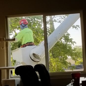 Bud's Tri-County Tree Services - A bucket lift making quick work of huge trees (pictures from my second story window) - Tree Services Near Me - West Sacramento, California Bud's Tri-County Tree Services - A bucket lift making quick work of huge trees (pictures from my second story window) - Tree Services Near Me - West Sacramento, California