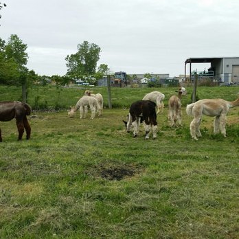 Gibraltar Bay Alpaca Farm - Zoos Near Me - Grosse Ile, Michigan