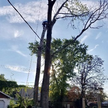 McKay Tree Service - 41 years in business - Tree Services Near Me - Mount Prospect, Illinois