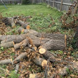 Affordable Tree Care & Stump Removal