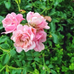 Rosengarten - Zart rosa