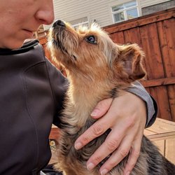 Pets In the City