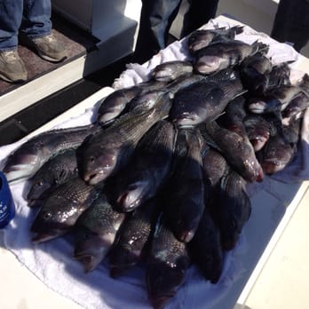 Miss Judy Charters - The 30 Sea Bass - Fishing Near Me - Savannah, Georgia Miss Judy Charters - The 30 Sea Bass - Fishing Near Me - Savannah, Georgia
