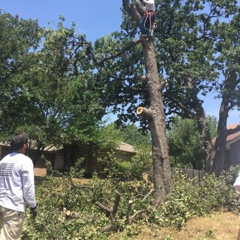 Tenorio Tree Service - a man on a tree - Tree Services Near Me - North Richland Hills, Texas Tenorio Tree Service - a man on a tree - Tree Services Near Me - North Richland Hills, Texas