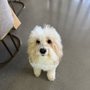 Bubbles Dog Grooming & Spa  