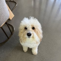 Bubbles Dog Grooming & Spa   - Billie