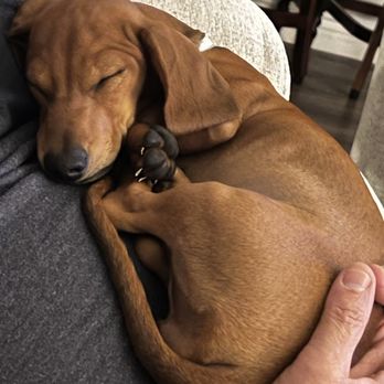 Crazy About Dachshunds - Pet Breeders Near Me