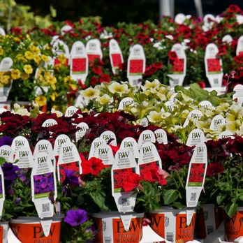 Fran's Flowers - If you need plants for your garden, look no further - Nurseries & Gardening Near Me - Framingham, Massachusetts