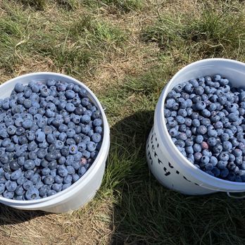 Mountainview Blueberry Farm - Pick Your Own Farms Near Me - Snohomish, Washington Mountainview Blueberry Farm - Pick Your Own Farms Near Me - Snohomish, Washington