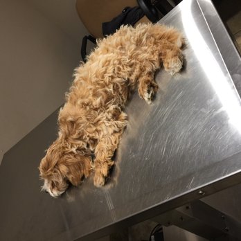 ALL Creatures Veterinary Center - Sleepy puppy at 12:59am - Veterinarians Near Me - Newhall, California