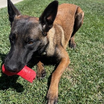 CJ's K9 Training - Pet Training Near Me CJ's K9 Training - Pet Training Near Me