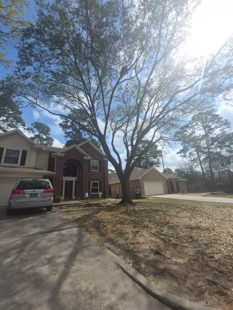 Chavez Trees - tree service in Houston, TX