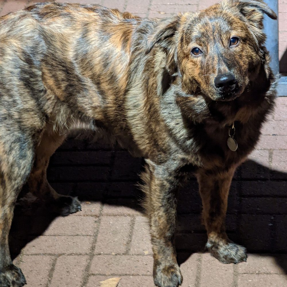 Pups Without Borders - 7 months old - Pet Adoption Near Me Pups Without Borders - 7 months old - Pet Adoption Near Me