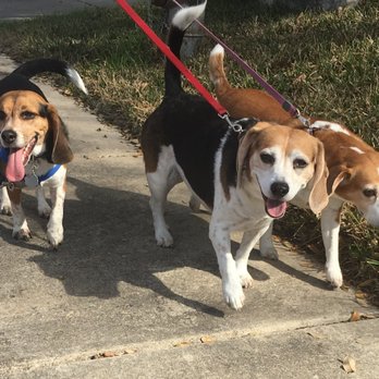 Puparazzi Pet Care - Beagle walk - Dog Walkers Near Me Puparazzi Pet Care - Beagle walk - Dog Walkers Near Me