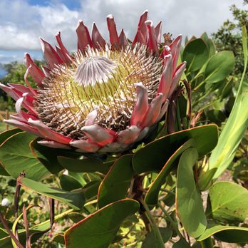 Ali'i Kula Lavender - King Protea cynaroides - Tours Near Me - Kula, Hawaii Ali'i Kula Lavender - King Protea cynaroides - Tours Near Me - Kula, Hawaii