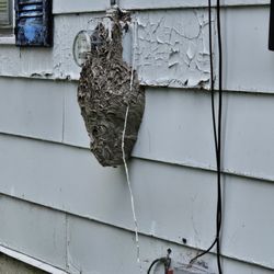Patriot Pest Control - Hornets nest treated this summer